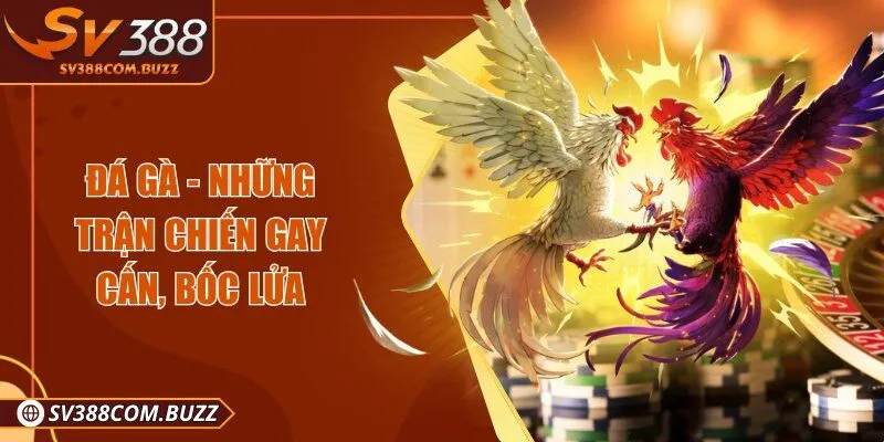 Đá gà - Những trận chiến gay cấn, bốc lửa